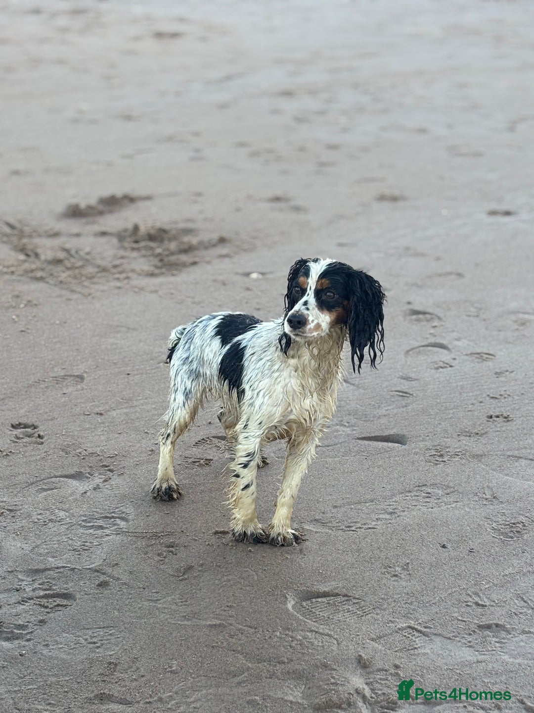 Cockapoo dogs for sale: Health tested Toy Cockerpoos - Advert 14