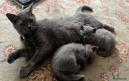 British Shorthair cats for sale: London: GCCF Pedigree British Blue Shorthair Girls - Image 6