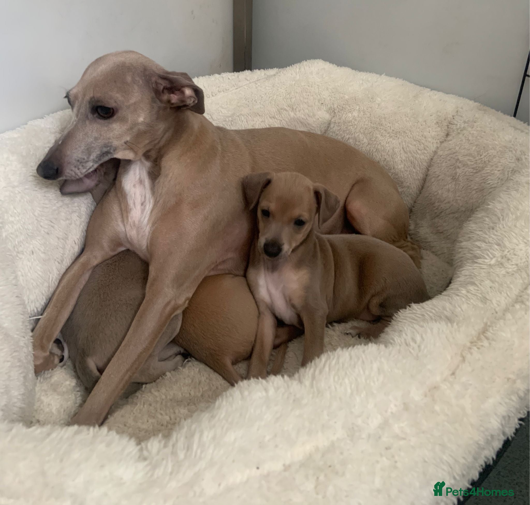 Italian Greyhound dogs kc registered Itatian greyhounds - Advert 16