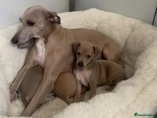 Italian Greyhound dogs kc registered Itatian greyhounds - Advert 16