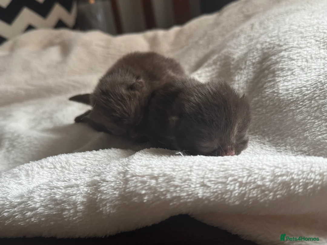 British Shorthair cats for sale: 🤎BSH kittens 💜TICA REG  in Chorley - Advert 2