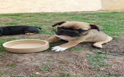 French Bulldog dogs for sale: BINGO  - Image 18