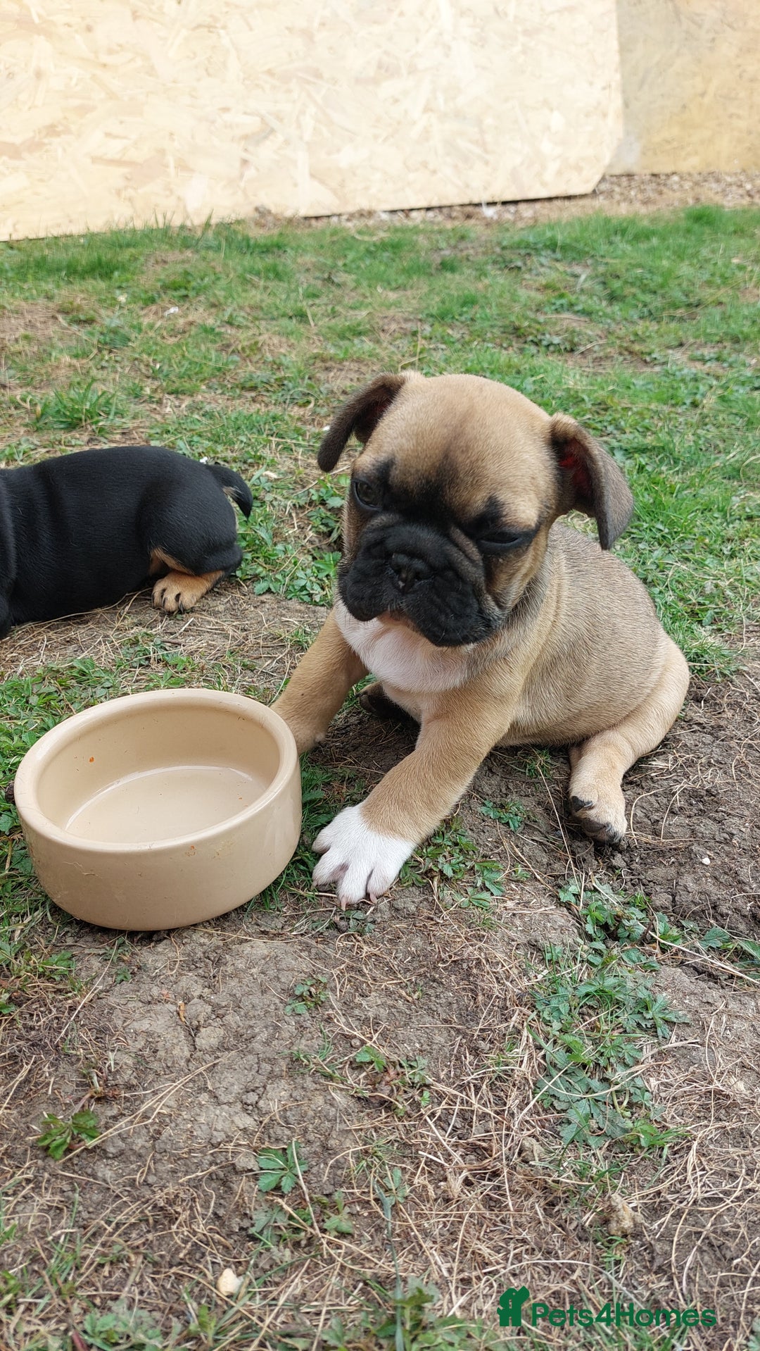 French Bulldog dogs for sale: BINGO  - Image 18