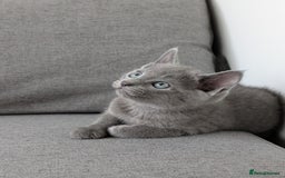 Russian Blue cats for sale: Russian blue babies looking for FOREVER homes - Image 14