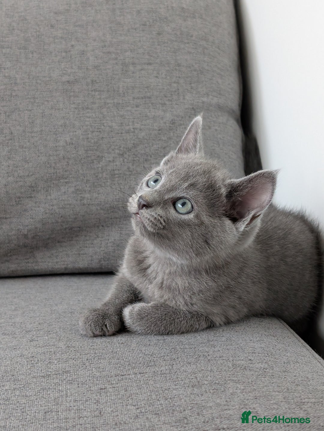 Russian Blue cats for sale: Russian blue babies looking for FOREVER homes - Image 14
