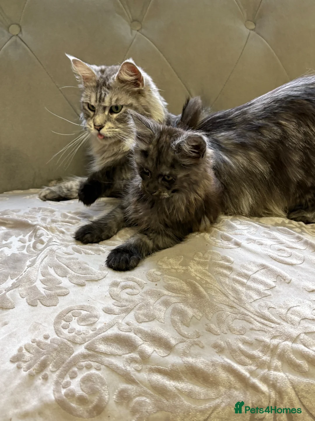 Maine Coon cats for sale: Large Tica Polly kittens - Advert 2