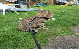 Bengal cats for stud: TICA active Brown spotted bengal for STUD in West Drayton - Image 5