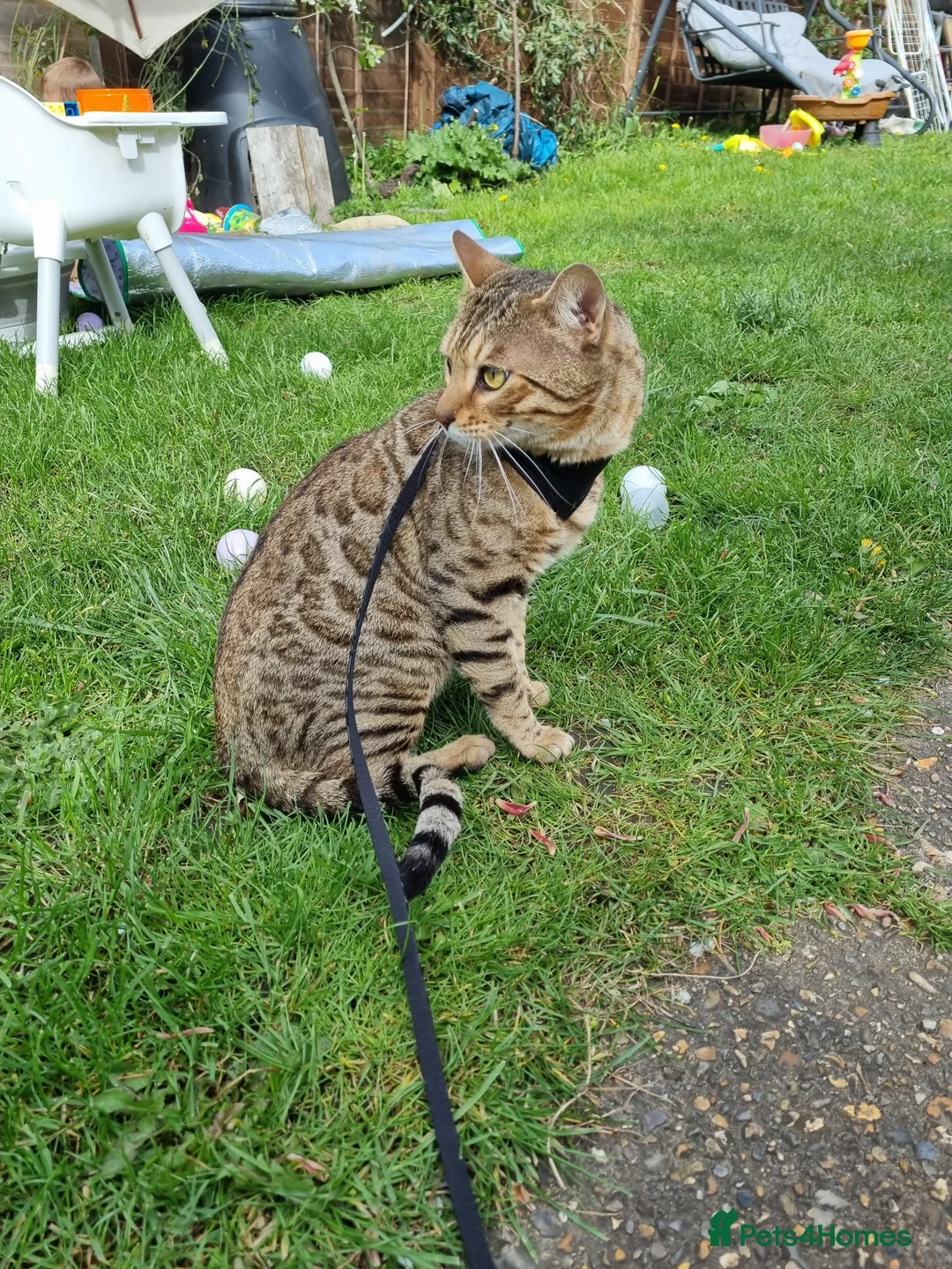 Bengal cats for stud: TICA active Brown spotted bengal for STUD in West Drayton - Advert 5