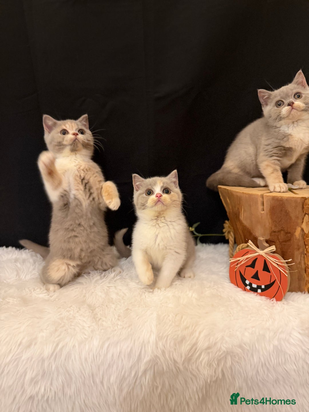 British Shorthair cats for sale: 💗 Gorgeous Full Pedigree BSH Trusted Breeder 💗 - Advert 16