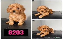 Cockapoo dogs for sale: Beautiful F1 TOY Cockapoos - Image 8