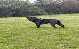 Mixed Breed dogs for stud: Cane Corso x Presa Canario for Stud - Image 4