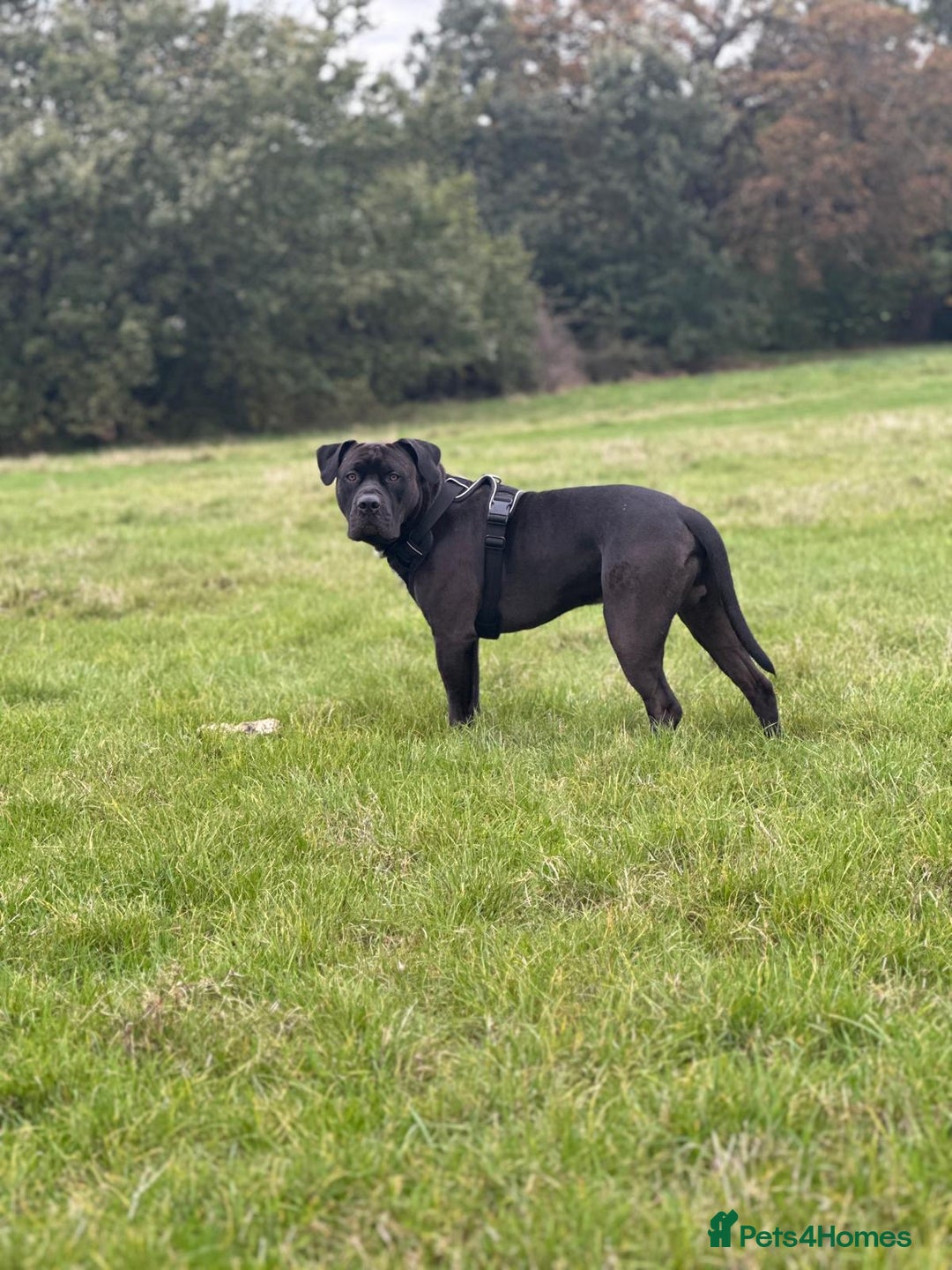 Mixed Breed dogs for stud: Cane Corso x Presa Canario for Stud - Image 4