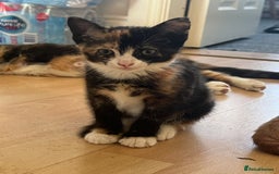 Mixed Breed cats for sale: 1 Kittens looking for they’re forever homes 🐱 - Image 1