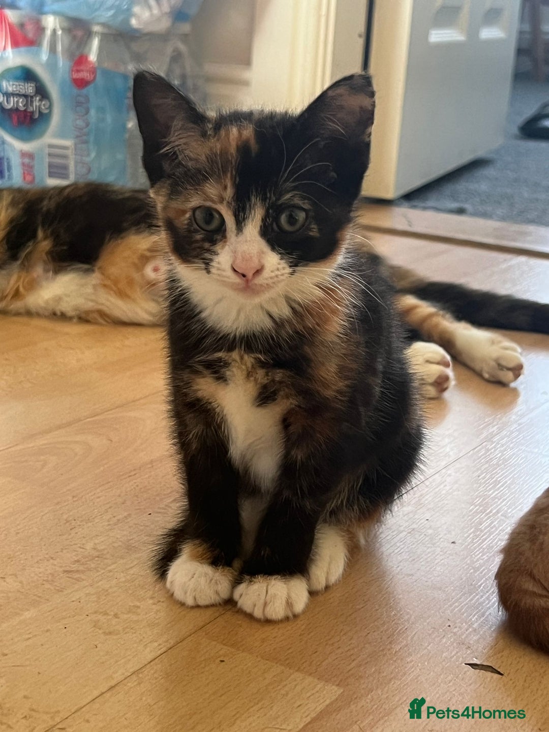 Mixed Breed cats for sale: 1 Kittens looking for they’re forever homes 🐱 - Image 1