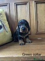 Dachshund dogs - Advert 4