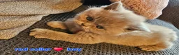 British Shorthair cats for sale: British short hairs / long hair  - Advert 17