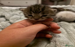 Mixed Breed cats for sale: Half bengals  - Image 15