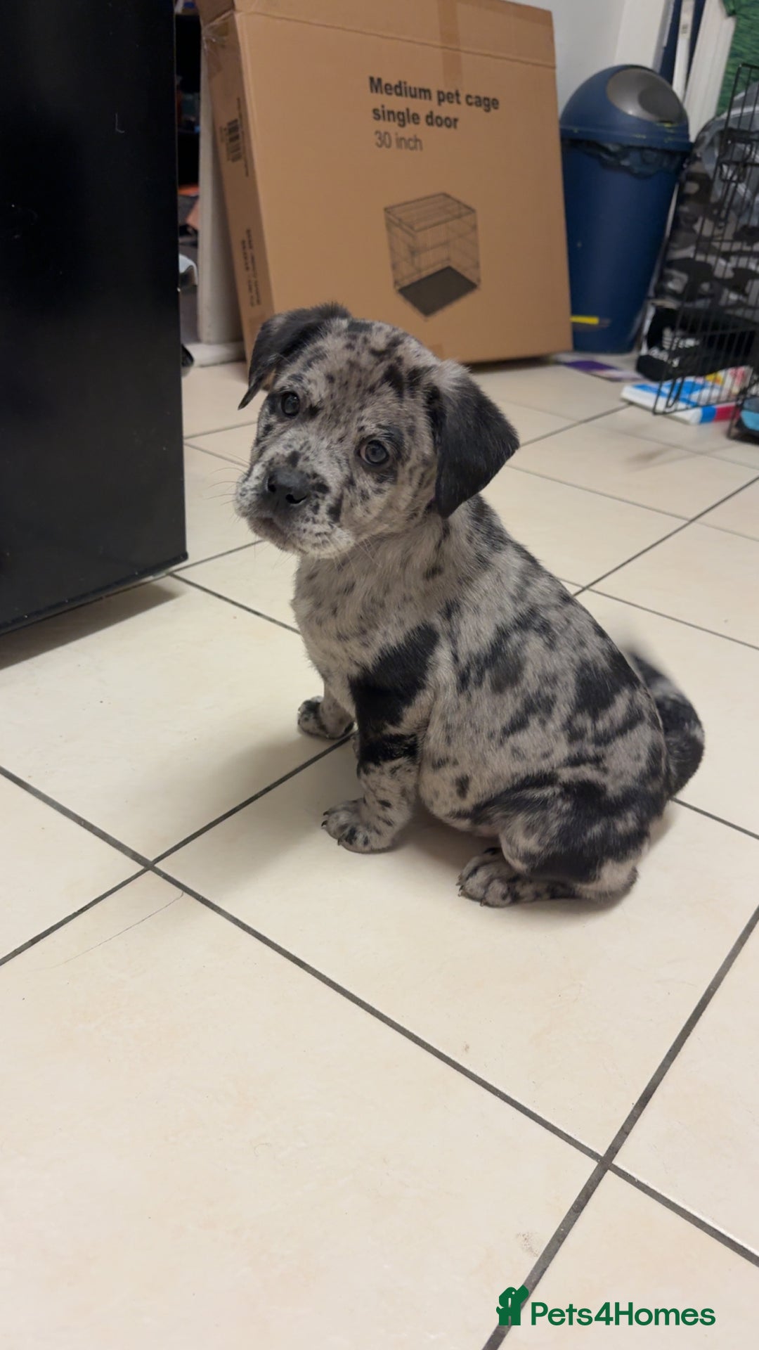 Mixed Breed dogs for sale: Chow Chow/American Bulldog - Advert 1