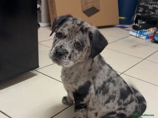 Mixed Breed dogs Chow Chow/American Bulldog - Advert 1