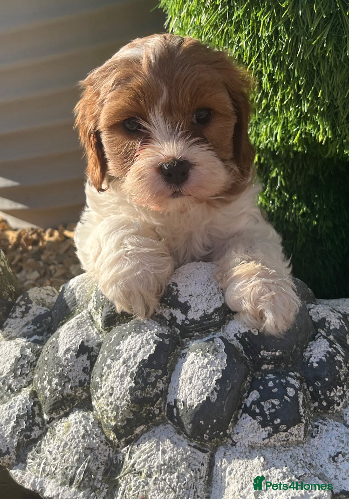 Cavapoo dogs Gorgeous Pretty F2 Cavapoo Puppies 🐾 - Advert 16