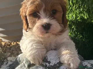 Cavapoo dogs Gorgeous Pretty F2 Cavapoo Puppies 🐾 - Advert 16