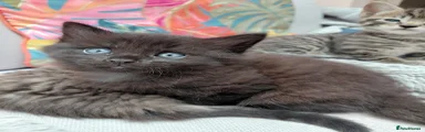 Tippy