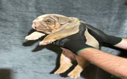 English Bulldog dogs for sale: Mr muscles pup 7 weeks old ready to go 28th  - Image 18