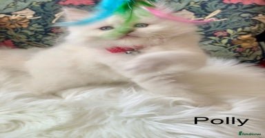 Ragdoll cats - Advert 10