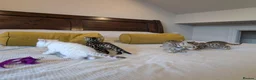 Bengal cats for sale: 🤍🤎🖤 GORGEOUS BENGAL KITTENS 🖤🤎🤍 - Advert 6