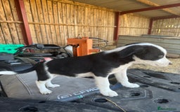 Border Collie dogs for sale: 3 males left .. female now sold! - Image 33