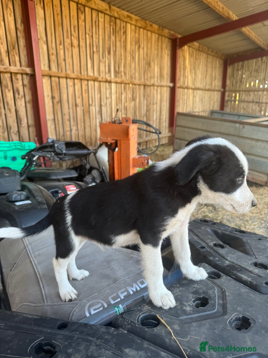 Border Collie dogs for sale: 3 males left .. female now sold! - Image 33