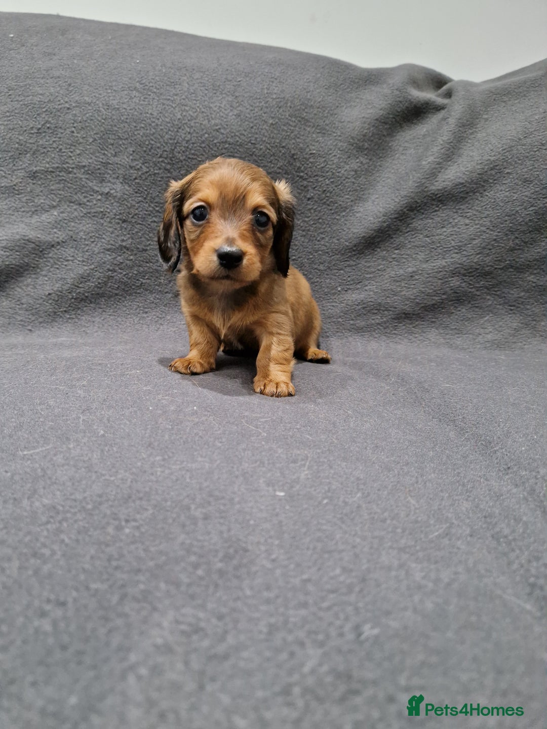 Miniature Dachshund dogs for sale: Quality KC Registered Mini Long-Haired Dachshunds  - Advert 30
