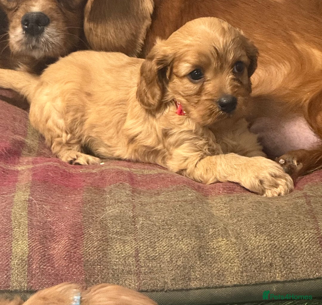 Cavapoo dogs for sale: Happy, healthy, playful litter of red cavapoos   - Advert 6