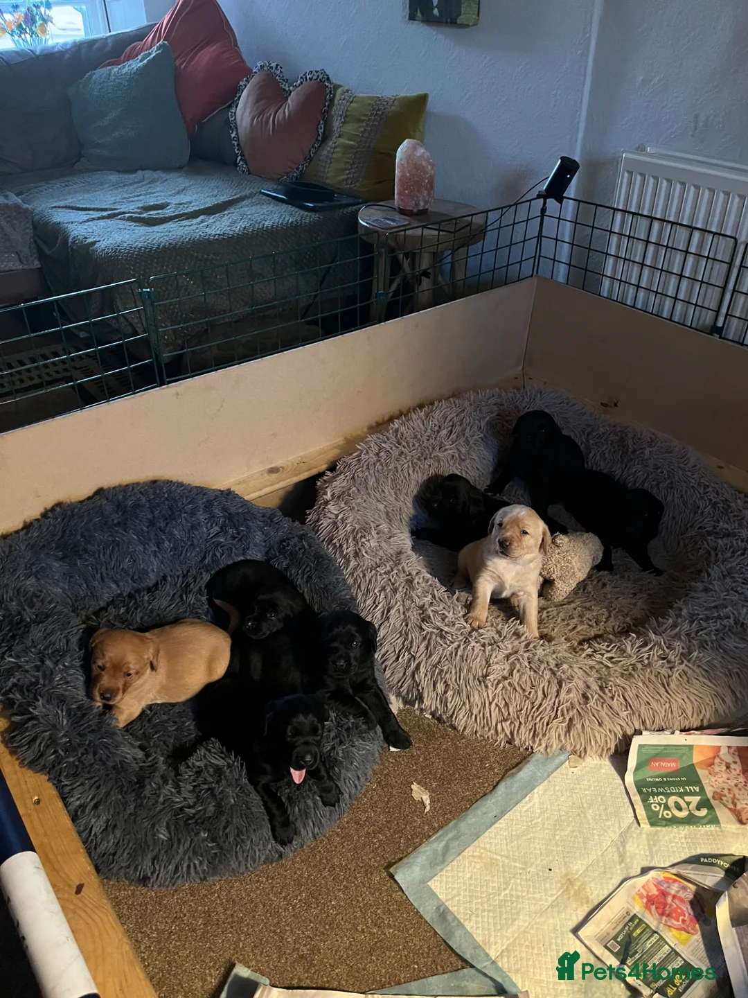 Labrador Retriever dogs for sale: Labrador Pups in Gorebridge - Advert 8