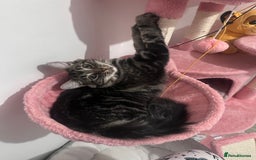 British Longhair cats for sale: Male cat and female cat - Image 2