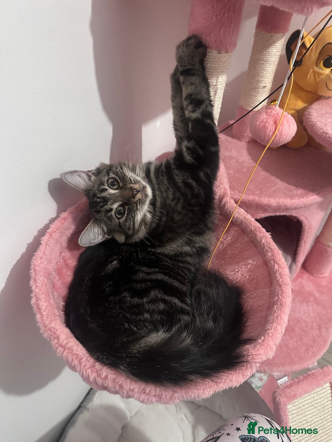 British Longhair cats for sale: Male cat and female cat - Image 2