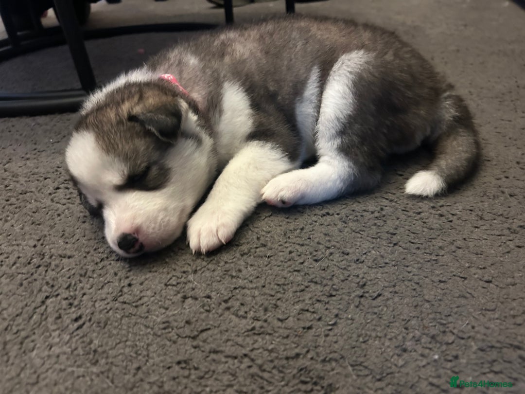 Siberian Husky dogs for sale: Siberian husky puppy’s for sale  - Image 21