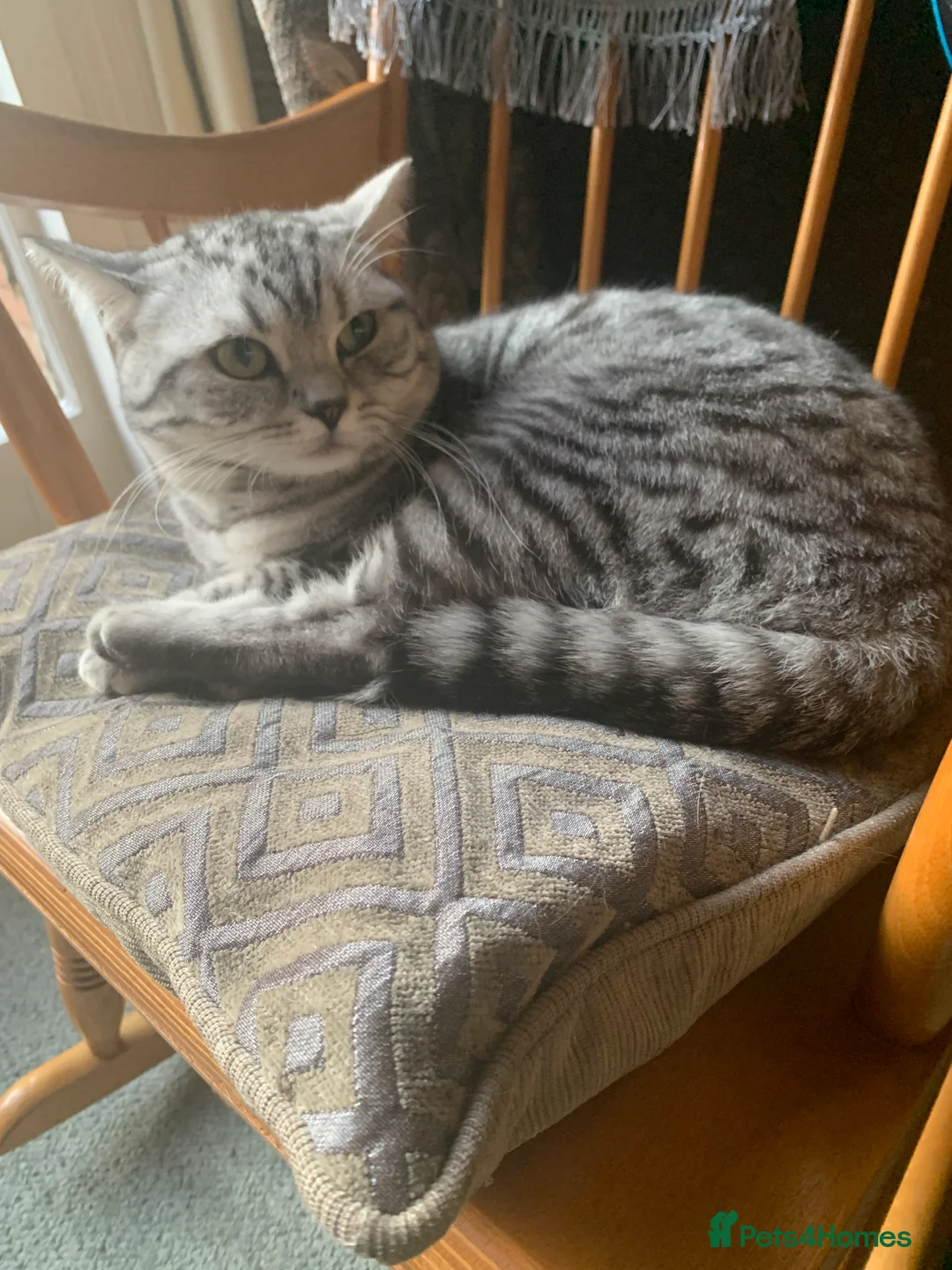 British Shorthair cats for sale: British shorthair - Advert 1