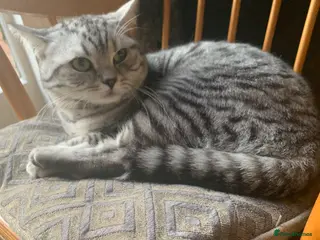 British Shorthair cats British shorthair - Advert 3