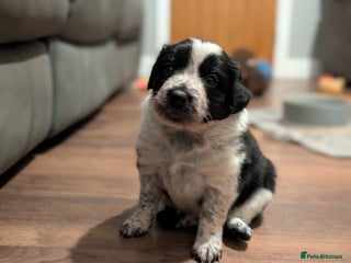 Border Collie dogs Collie mix puppies looking for their families! - Advert 11