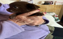 Chihuahua dogs for sale: Rare chocolate chihuahua puppies - Image 32