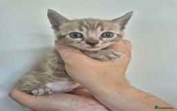 Bengal cats for sale: TICA large/clouded rosettes snow bengal kittens  - Image 8