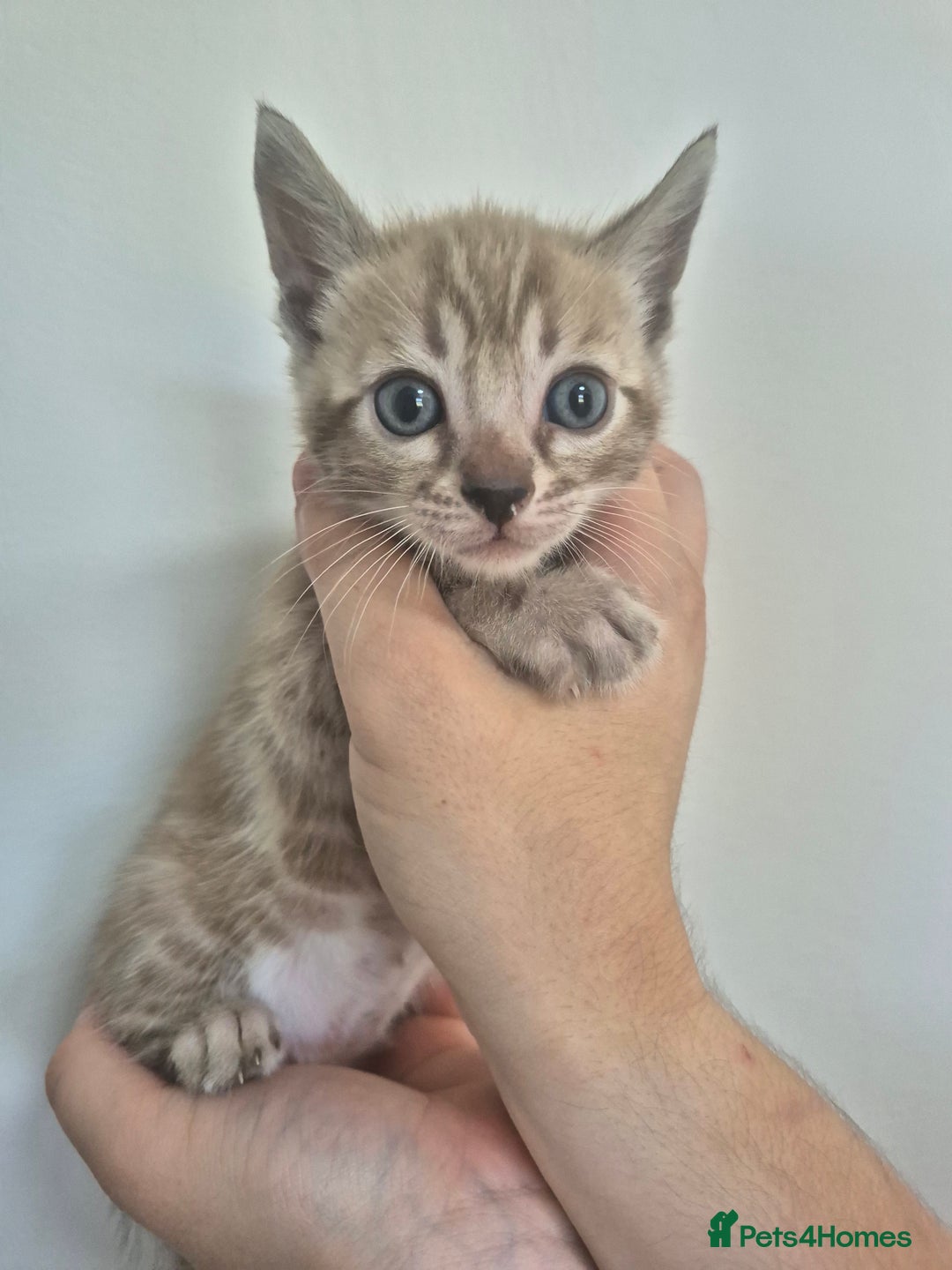 Bengal cats for sale: TICA large/clouded rosettes snow bengal kittens  - Image 8
