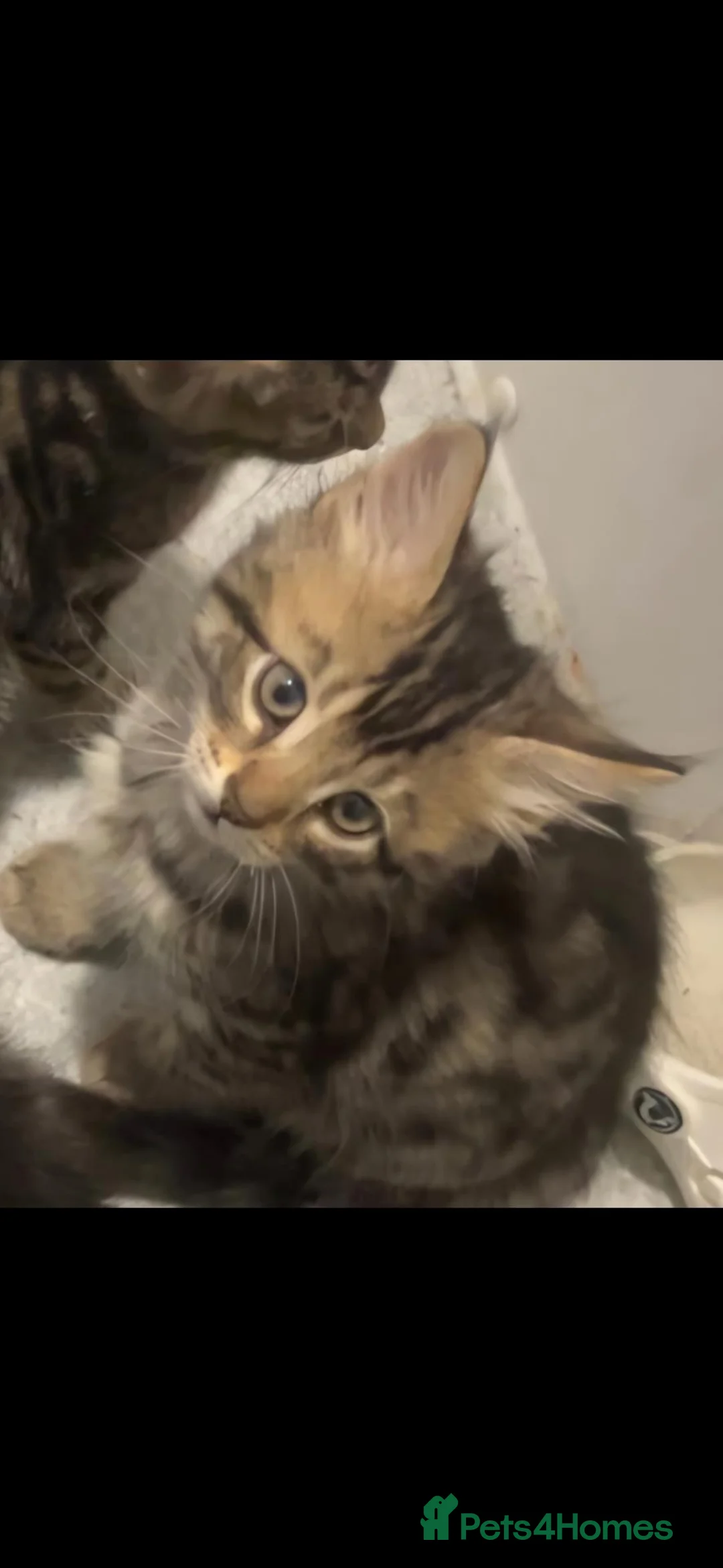 Mixed Breed cats for sale: Baby Boy 9 weeks - Advert 3