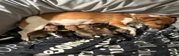 Jack Russell dogs for sale: Shelley  in Bristol - Advert 3