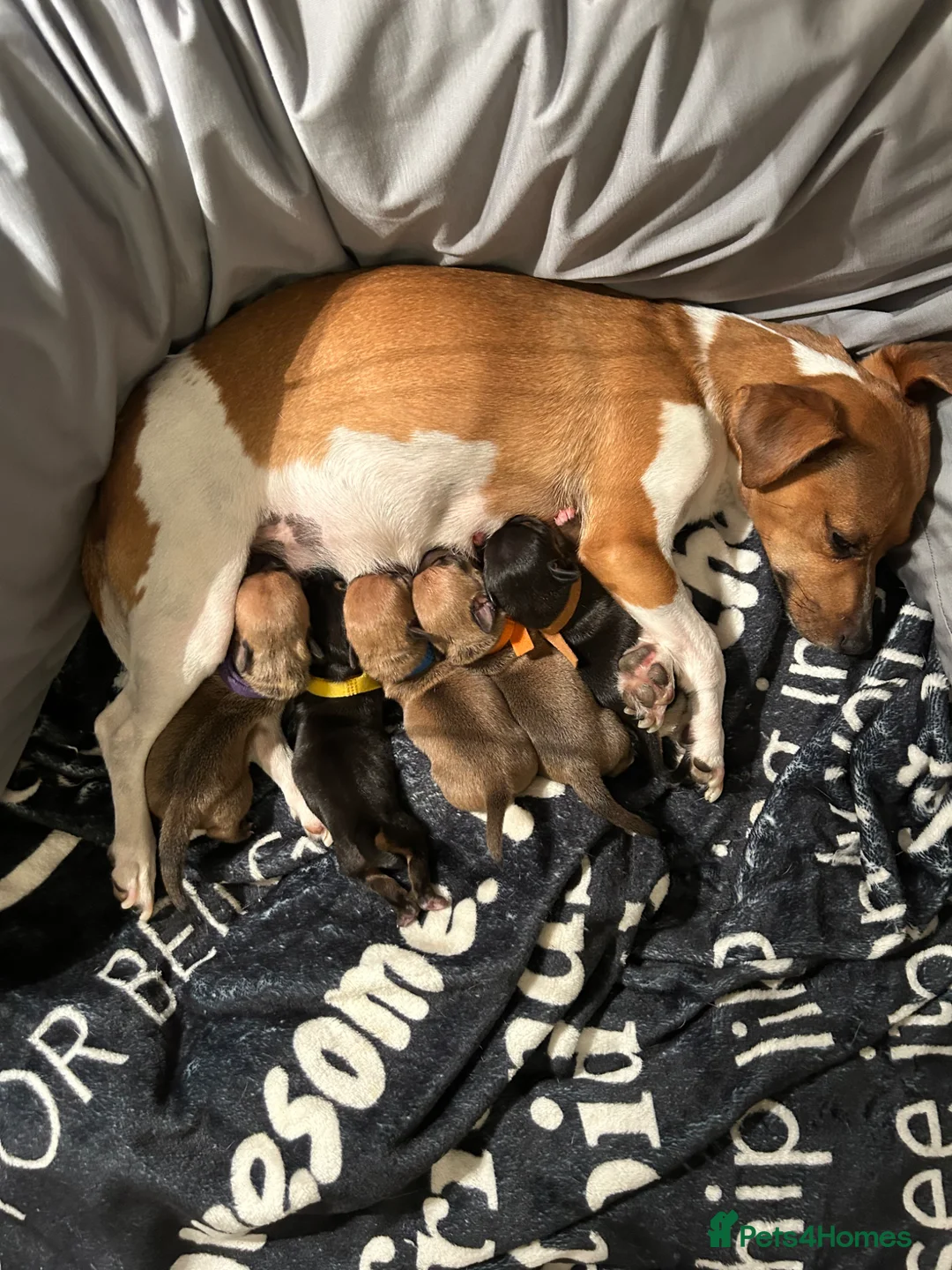 Jack Russell dogs for sale: Shelley  in Bristol - Advert 3