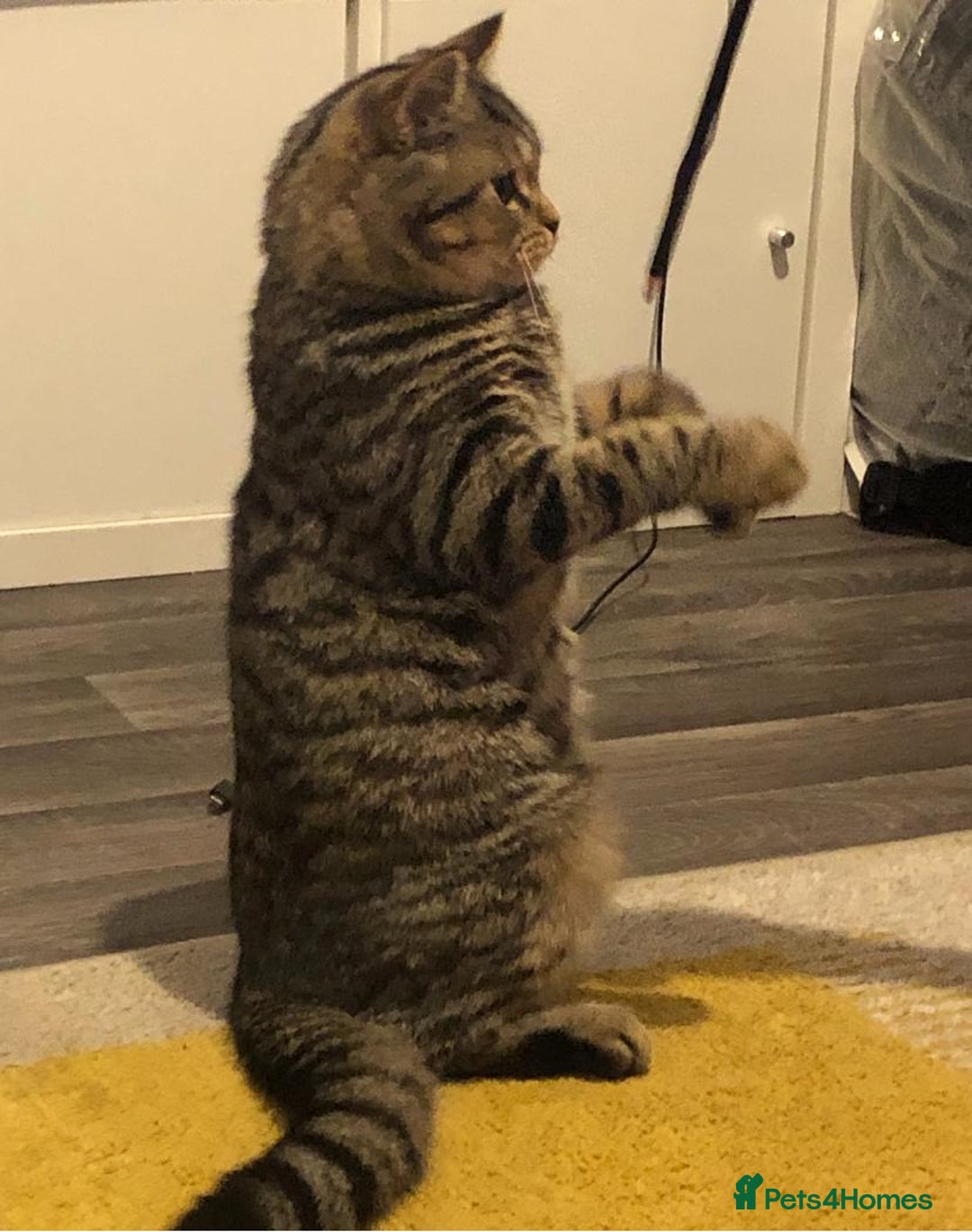 Mixed Breed cats for sale: Male cat  - Advert 4