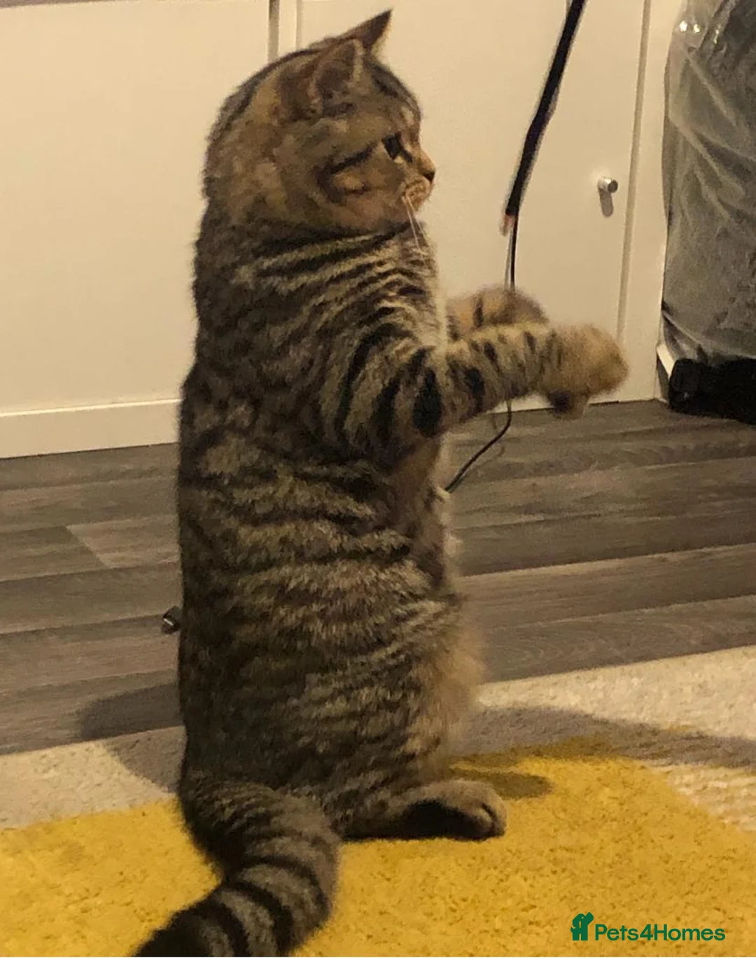 Mixed Breed cats for sale: Male cat  - Advert 4