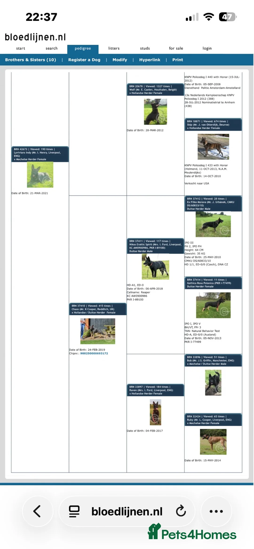 Belgian Shepherd Dog dogs for sale: Belgian Malinois  - Advert 10