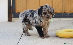 Cavapoo dogs for sale: Beautiful Cavapoochons for sale  - Image 11